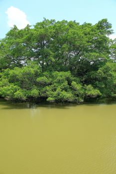 Tree on water