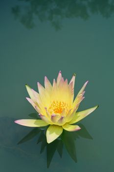 Yellow lotus