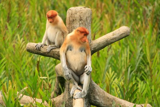 Proboscis monkeys sitting on a tree, Borneo, Malaysia