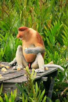 Proboscis monkey sitting on a feeding platform, Borneo, Malaysia