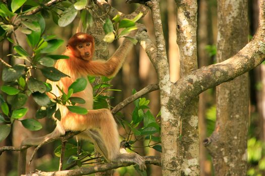 Young Proboscis monkey sitting on a tree, Borneo, Malaysia