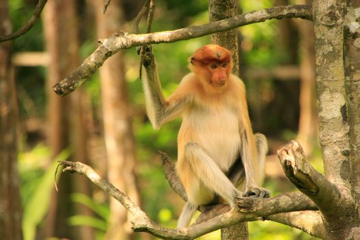Young Proboscis monkey sitting on a tree, Borneo, Malaysia