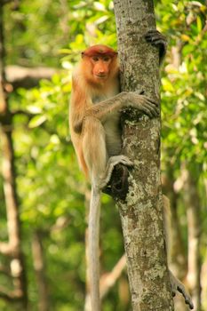 Young Proboscis monkey sitting on a tree, Borneo, Malaysia