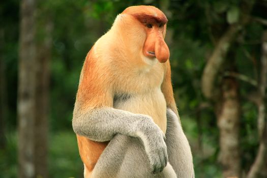 Proboscis monkey sitting on a tree, Borneo, Malaysia