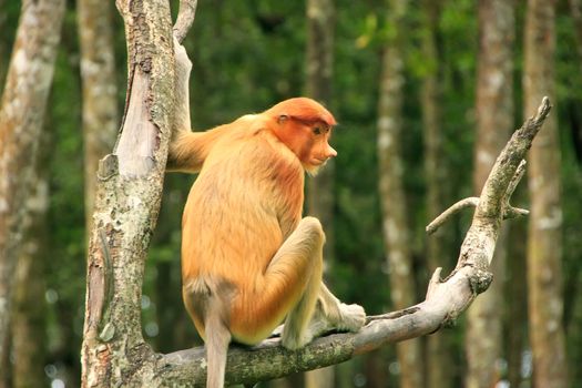 Young Proboscis monkey sitting on a tree, Borneo, Malaysia