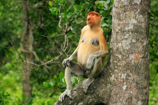 Proboscis monkey sitting on a tree, Borneo, Malaysia