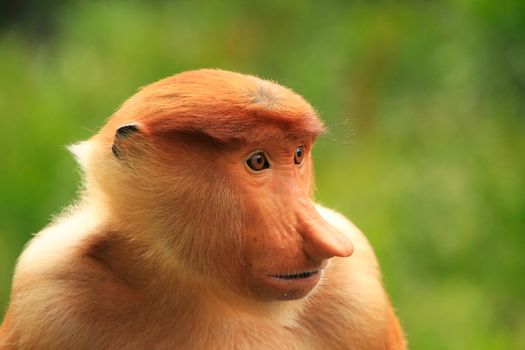 Portrait of Proboscis monkey, Borneo, Malaysia