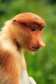 Portrait of Proboscis monkey, Borneo, Malaysia