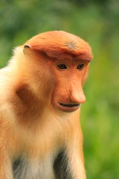 Portrait of Proboscis monkey, Borneo, Malaysia