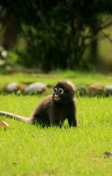 Young Spectacled langur sitting on grass, Wua Talap island, Ang Thong National Marine Park, Thailand