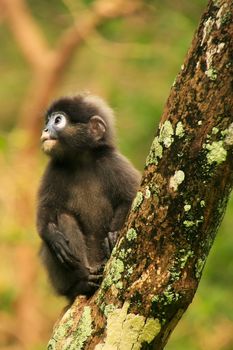 Young Spectacled langur sitting in a tree, Wua Talap island, Ang Thong National Marine Park, Thailand