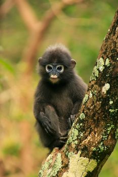 Young Spectacled langur sitting in a tree, Wua Talap island, Ang Thong National Marine Park, Thailand