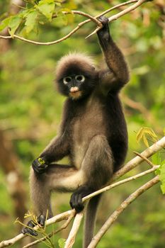 Spectacled langur sitting in a tree, Wua Talap island, Ang Thong National Marine Park, Thailand