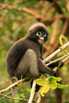 Spectacled langur sitting in a tree, Wua Talap island, Ang Thong National Marine Park, Thailand