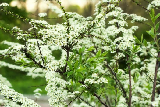 plant, shrub white flowers, beautiful spring spiraea