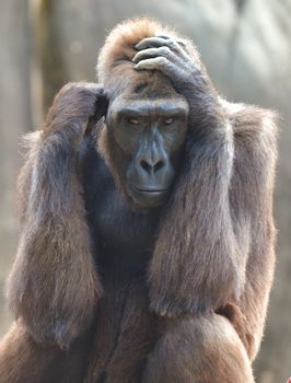 Vertical photo of a female gorilla