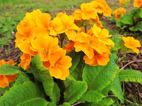 Colourful Spring flowering Primula.