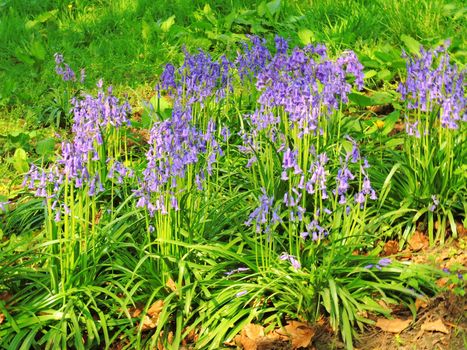 An image of colourful Spring flowering Bluebells.
