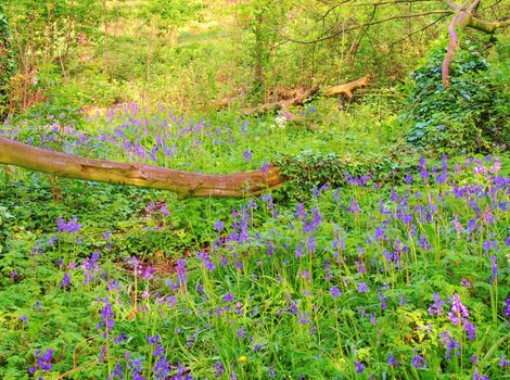 Bluebells photographed in a woodland scene.