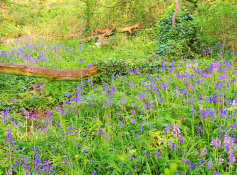 Bluebells photographed in a peaceful woodland scene.