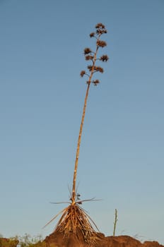 Green Agave Flowers In Gran Canaria Island, Spain