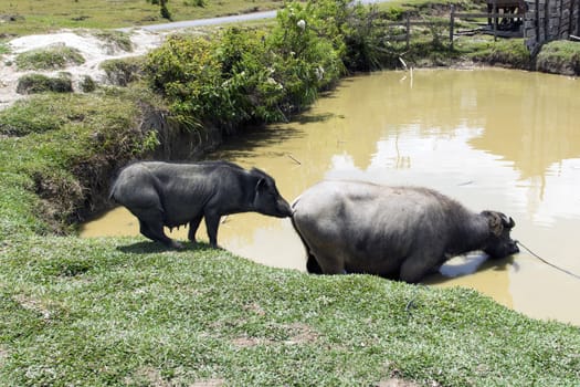 Friendly Kiss, Pig and Buffalo. Samosir Island North Sumatra, Indonesia.