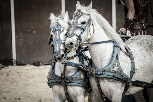 Roman chariot in a fight of gladiators, bloody circus