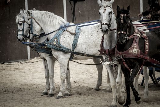 Roman chariot in a fight of gladiators, bloody circus