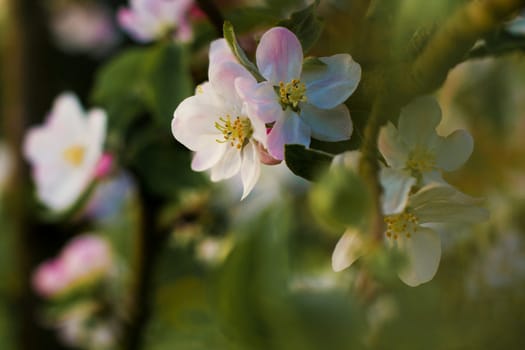 Branch blossoming apple-tree in the early morning