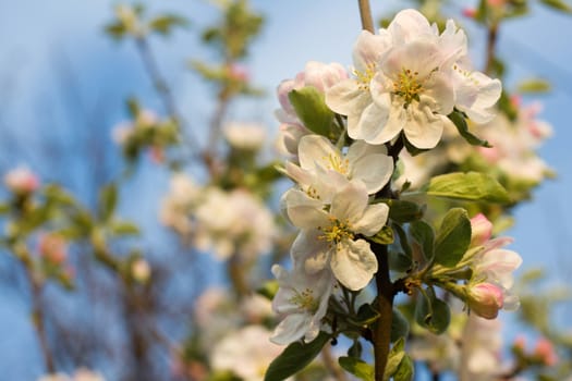 Branch blossoming apple-tree in the early morning