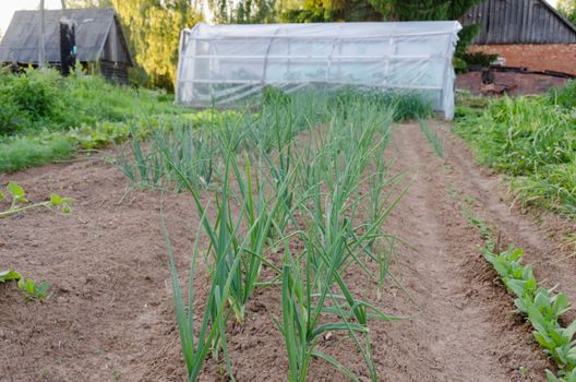 row of onions in the garden along the greenhouse