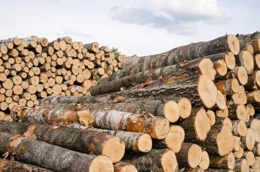 wood fuel birch and pine tree logs stacks near forest.