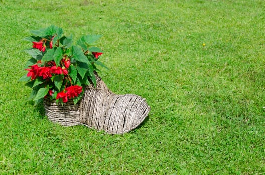 decorative shoe shape flower pot with red flowering begonias on grass. rural environment decoration