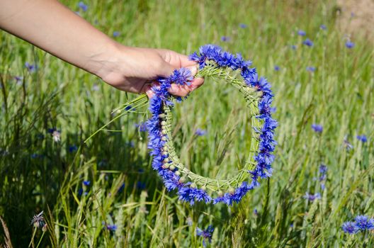 beautiful blue cornflower crown in woman hands on summer meadow background