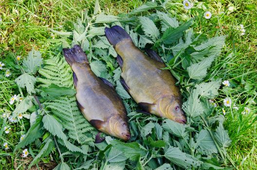two large glossy tench lying on the tufts of nettle outdoor
