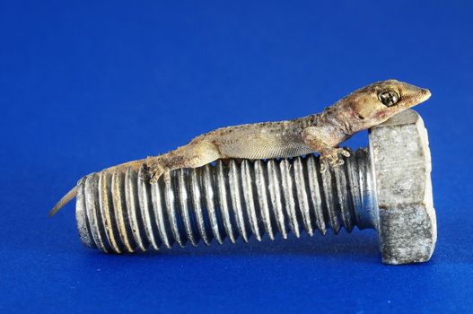 One Small Gecko Lizard and Screw on a Colored Background