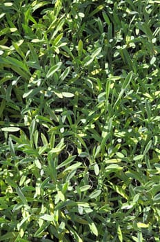 Fresh Green Grass Leaf Texture Pattern on a Sunny Day