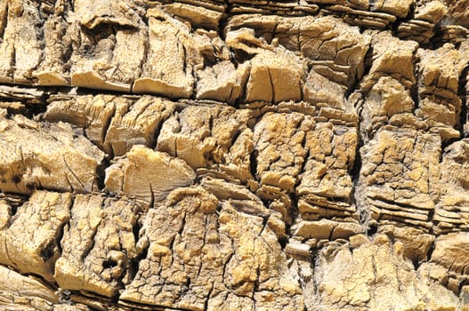 Close up the Bark of a Textured Palm Tree