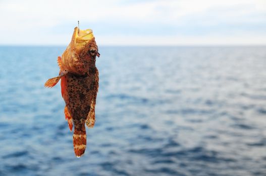 One Red Rock Sea Fish Hooked over the Blue Atlantic Ocean
