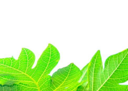 The green leaves isolated on white background.