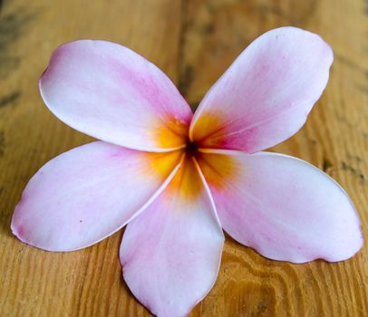 Pink Plumeria flower placed at the evacuations.
