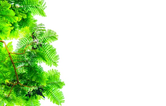 The green leaves isolated on white background.