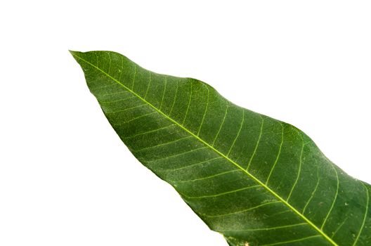 Mango leaves isolated on white the background image.