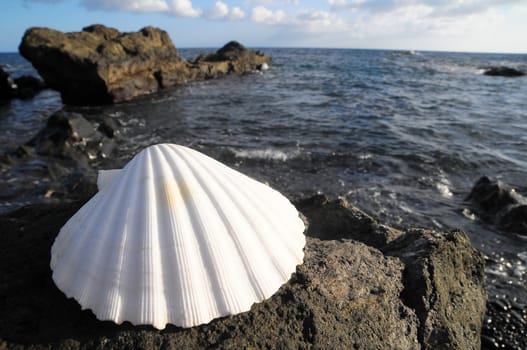 One Limestone Sea Shell Near the Atlantic Ocean