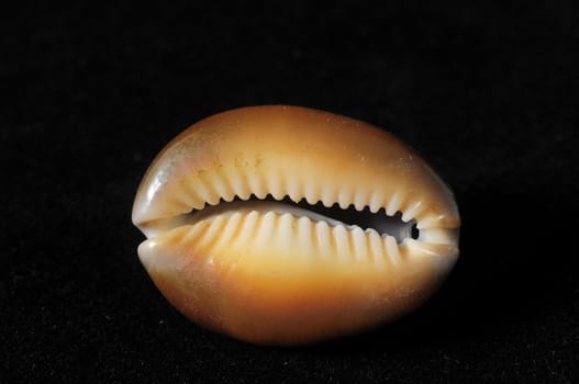 Textured Limestone Sea Shell on a Black Background