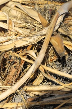 The Brown Dry Grass Herb Texture in Autumn