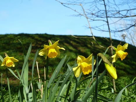 Bright new spring daffodils against a hilly background