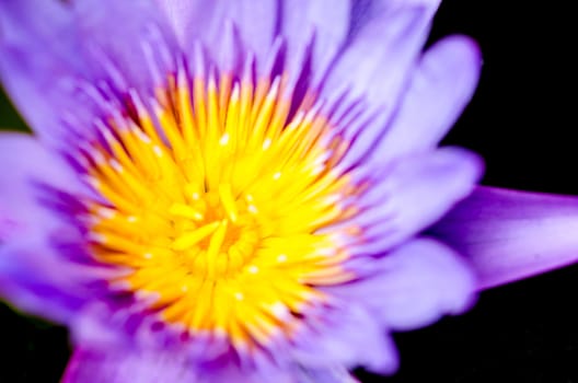 A purple lotus on a black background