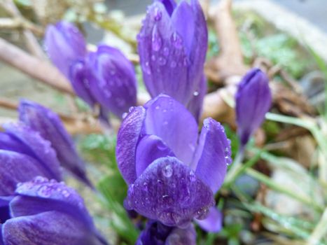Rain drops on bright purple iris flowers