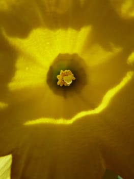 Bright yellow daffodil showing the centre and stamens